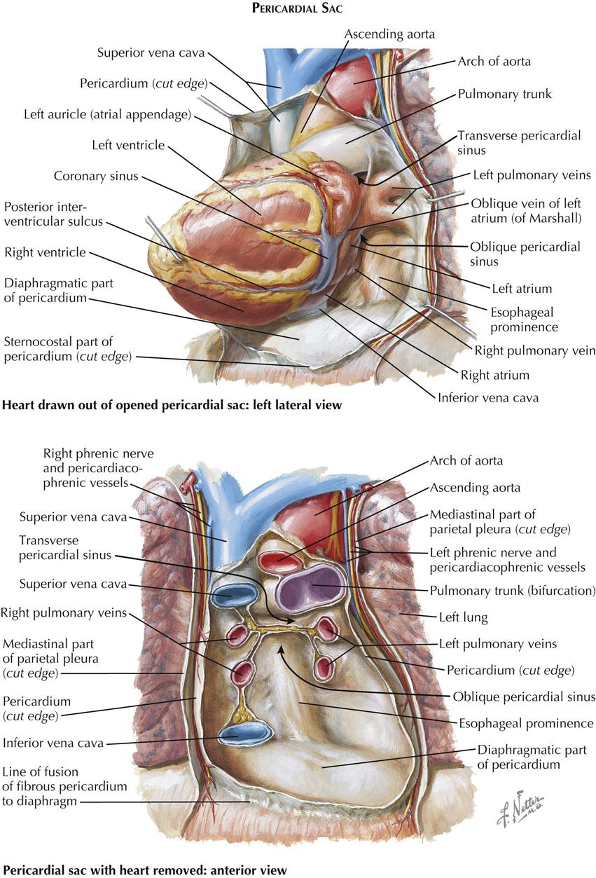 1 Anatomy Thoracic Key