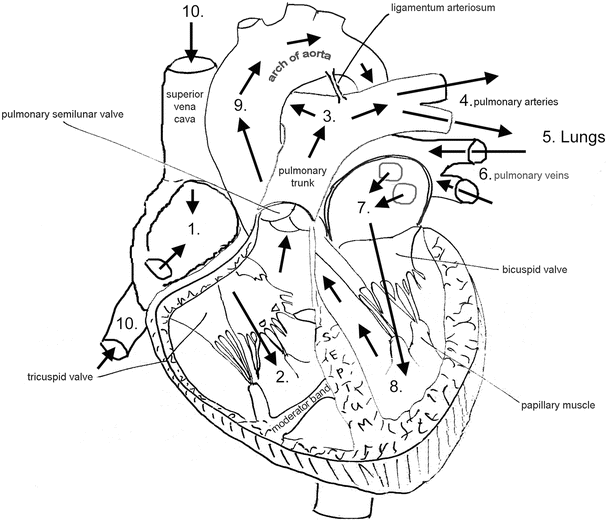 Anatomy of the Human Heart | Thoracic Key