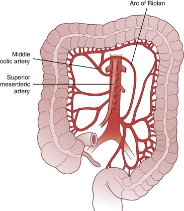 Colon And Rectum Thoracic Key